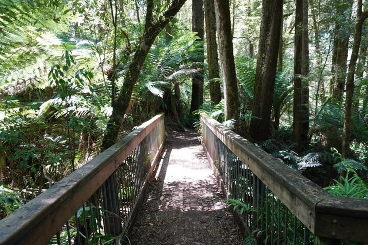 a wooden bridge in the middle of a forest