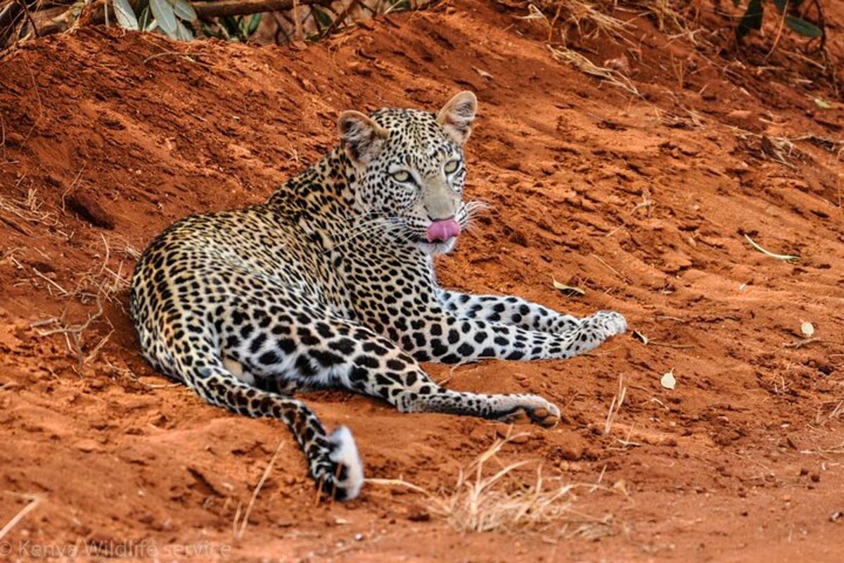 seekor cheetah berbaring di tanah di tanah