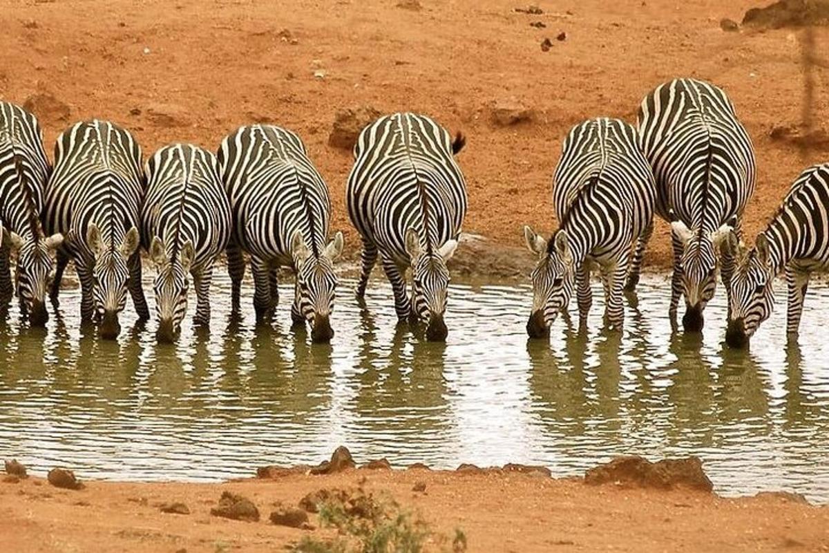 kawanan zebra sedang minum dari air