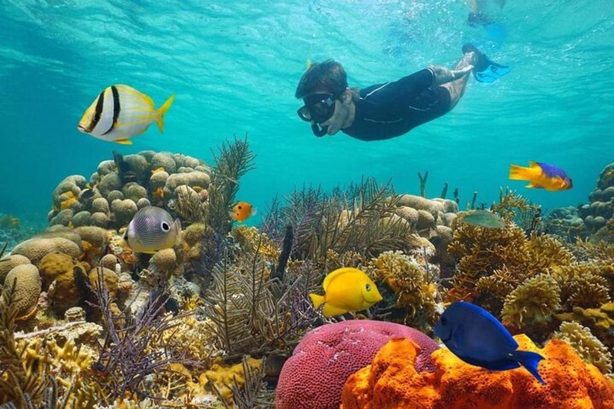 una persona nadando sobre un arrecife de coral con peces