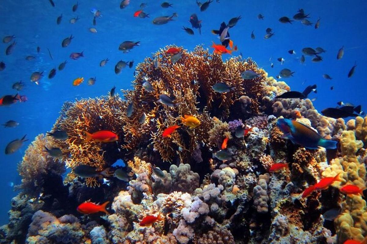 una barriera corallina con molti pesci
