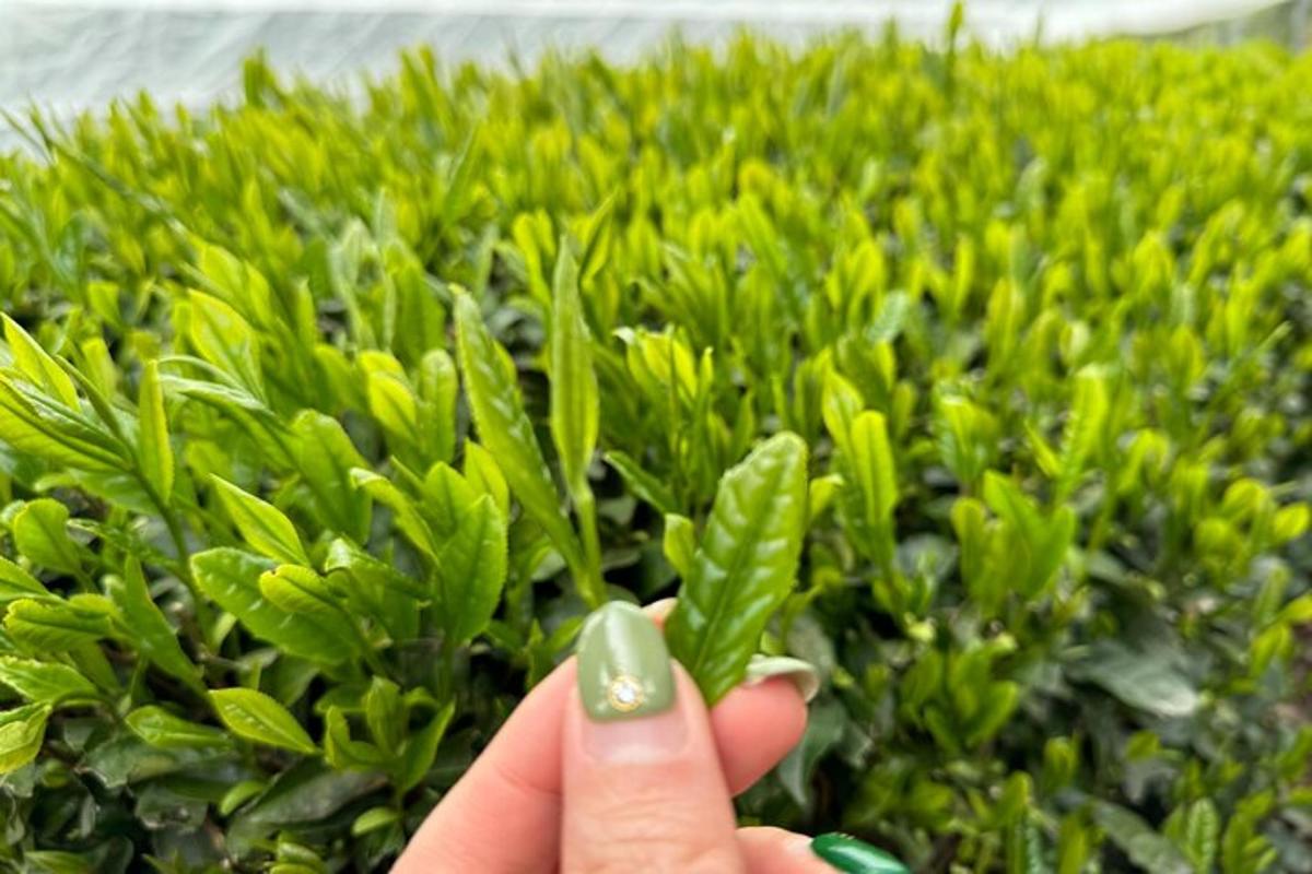 una persona sosteniendo una planta verde delante de un seto