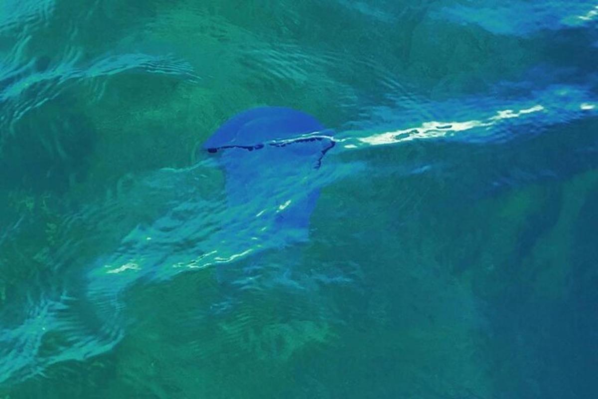 un delfín nadando en el agua azul