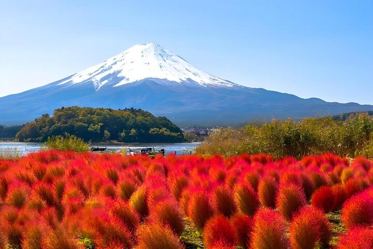 a mountain in the background with a field of flowers