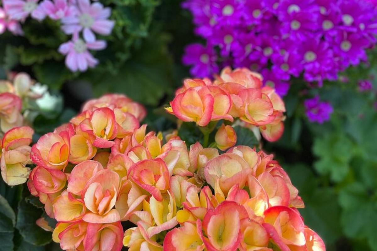 um grupo de flores coloridas em um jardim