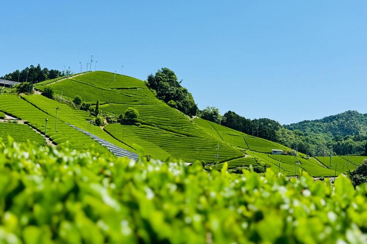 žaliosios arbatos plantacijų laukas ant kalvos