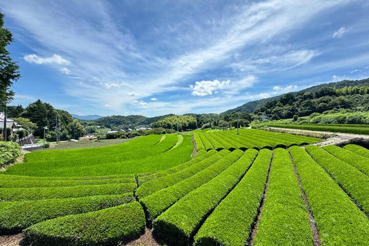 ladang teh hijau yang luas