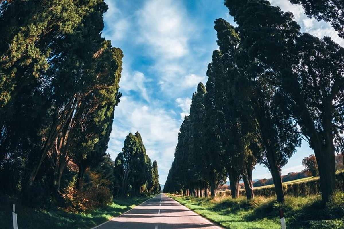 una strada con un gruppo di alberi su di essa