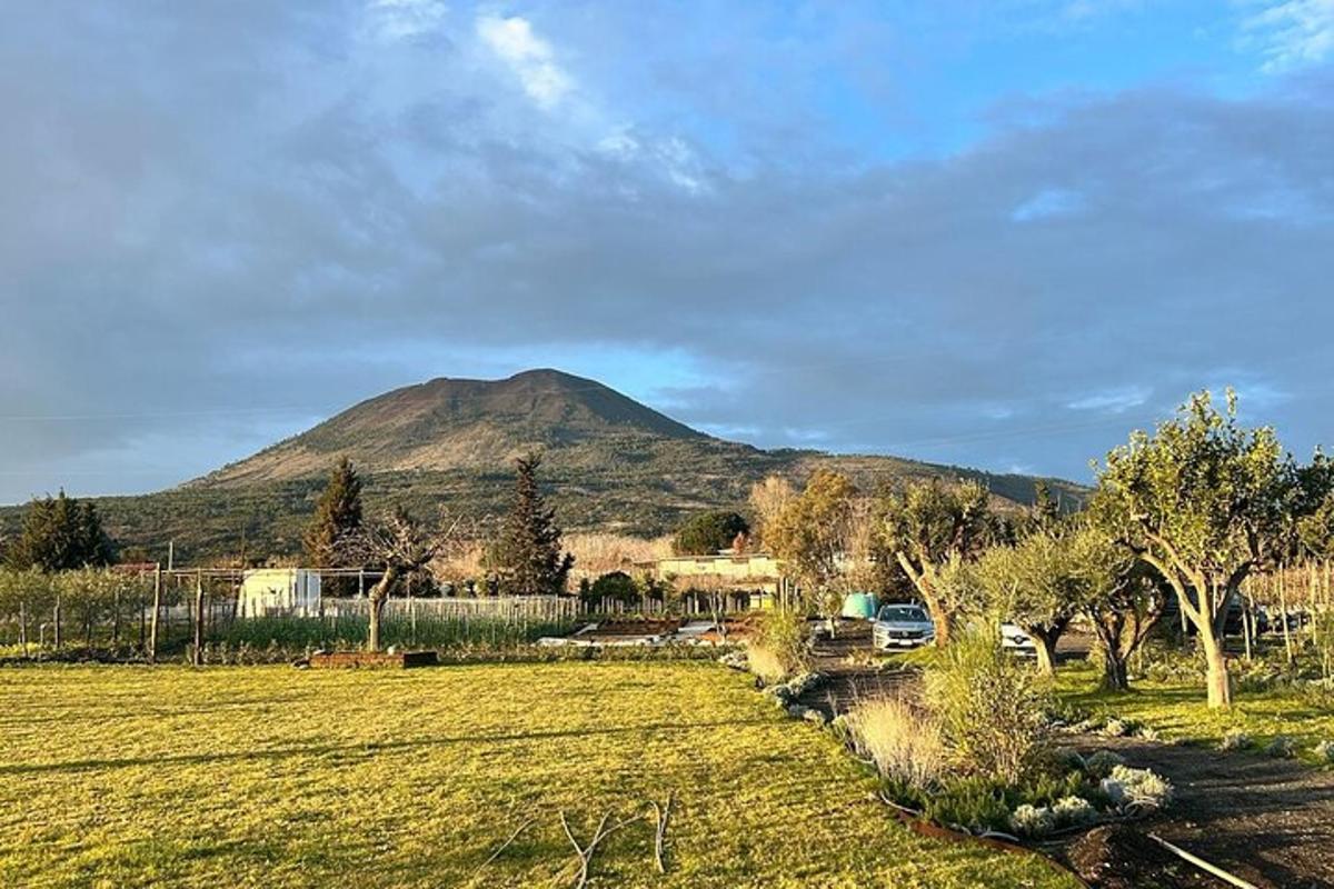 una muntanya a la distància amb un camp i arbres