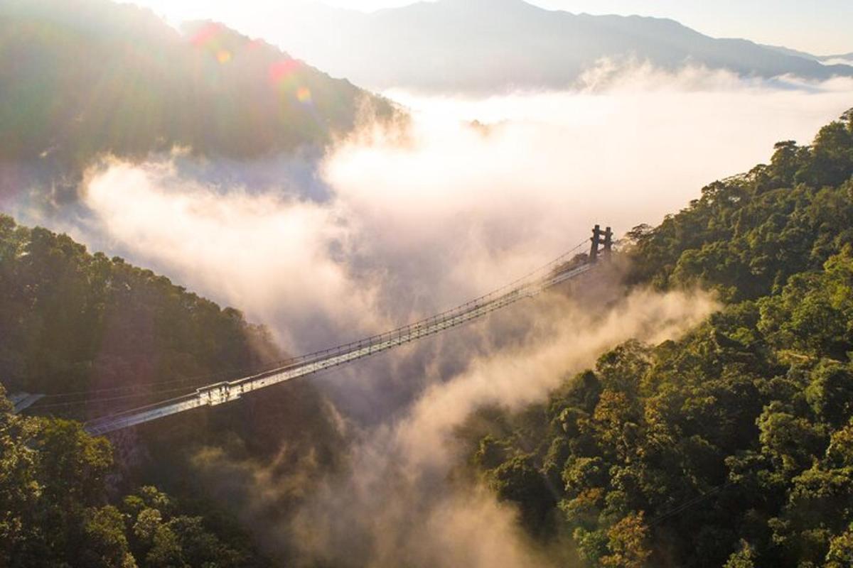 un puente colgante en medio de un bosque
