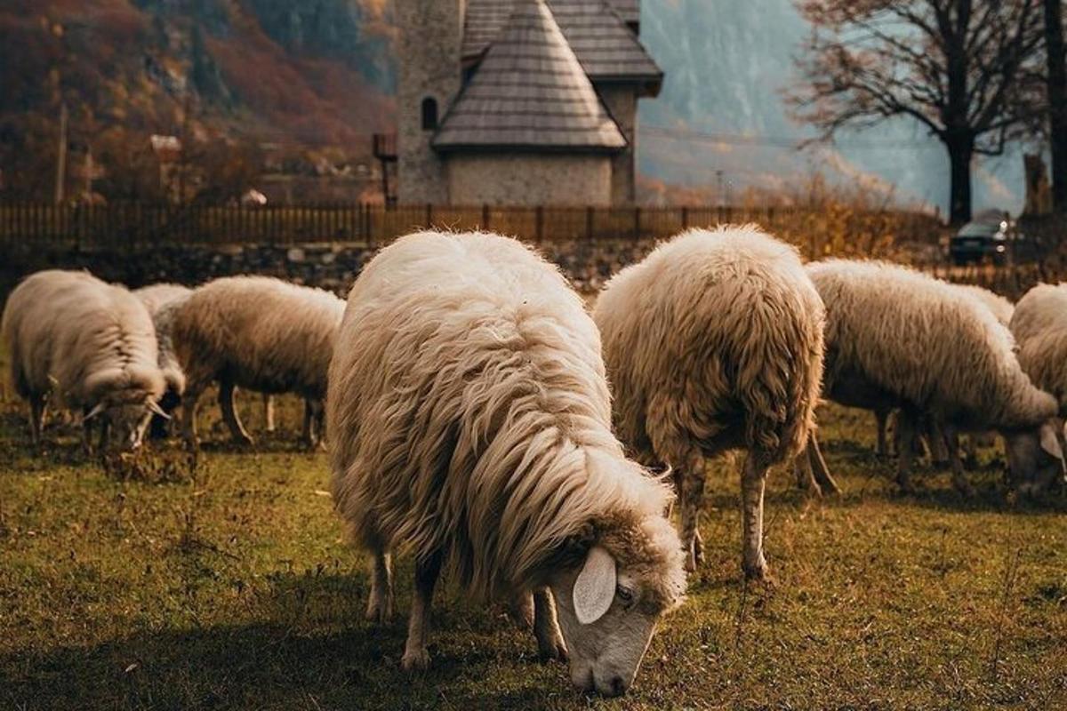 a herd of sheep grazing in a field