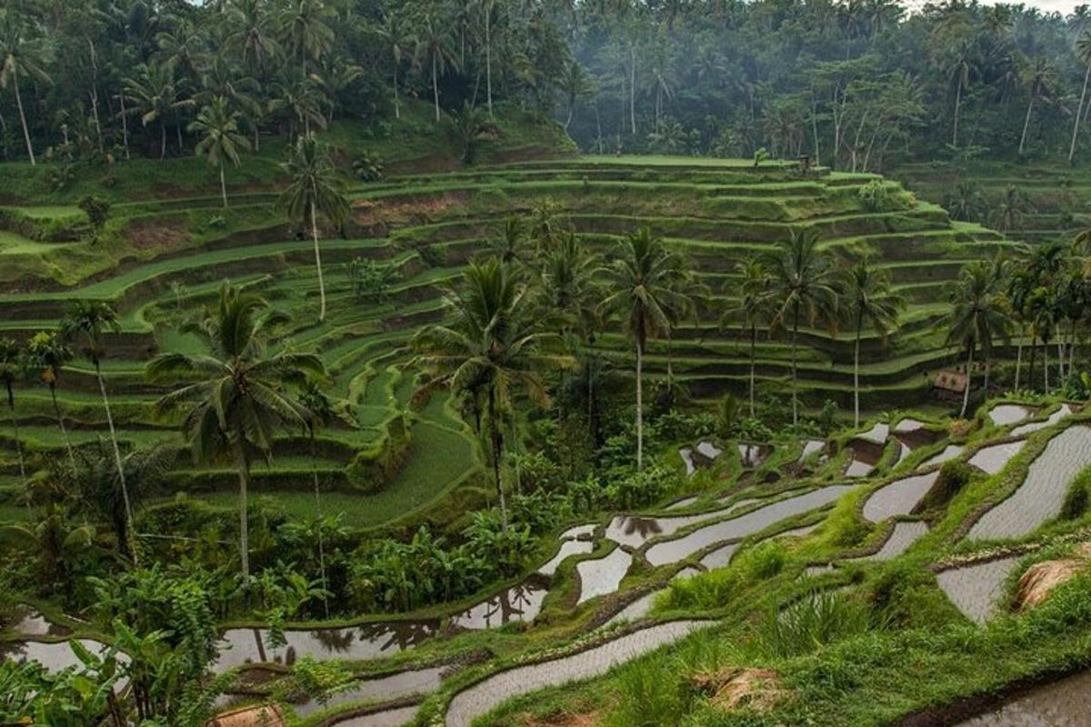 một cánh đồng có cây cọ trên đồi