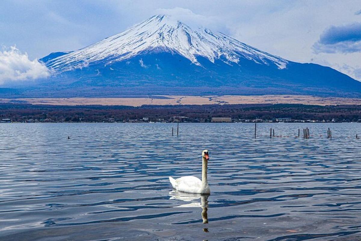 un cigno nell'acqua di fronte a una montagna innevata