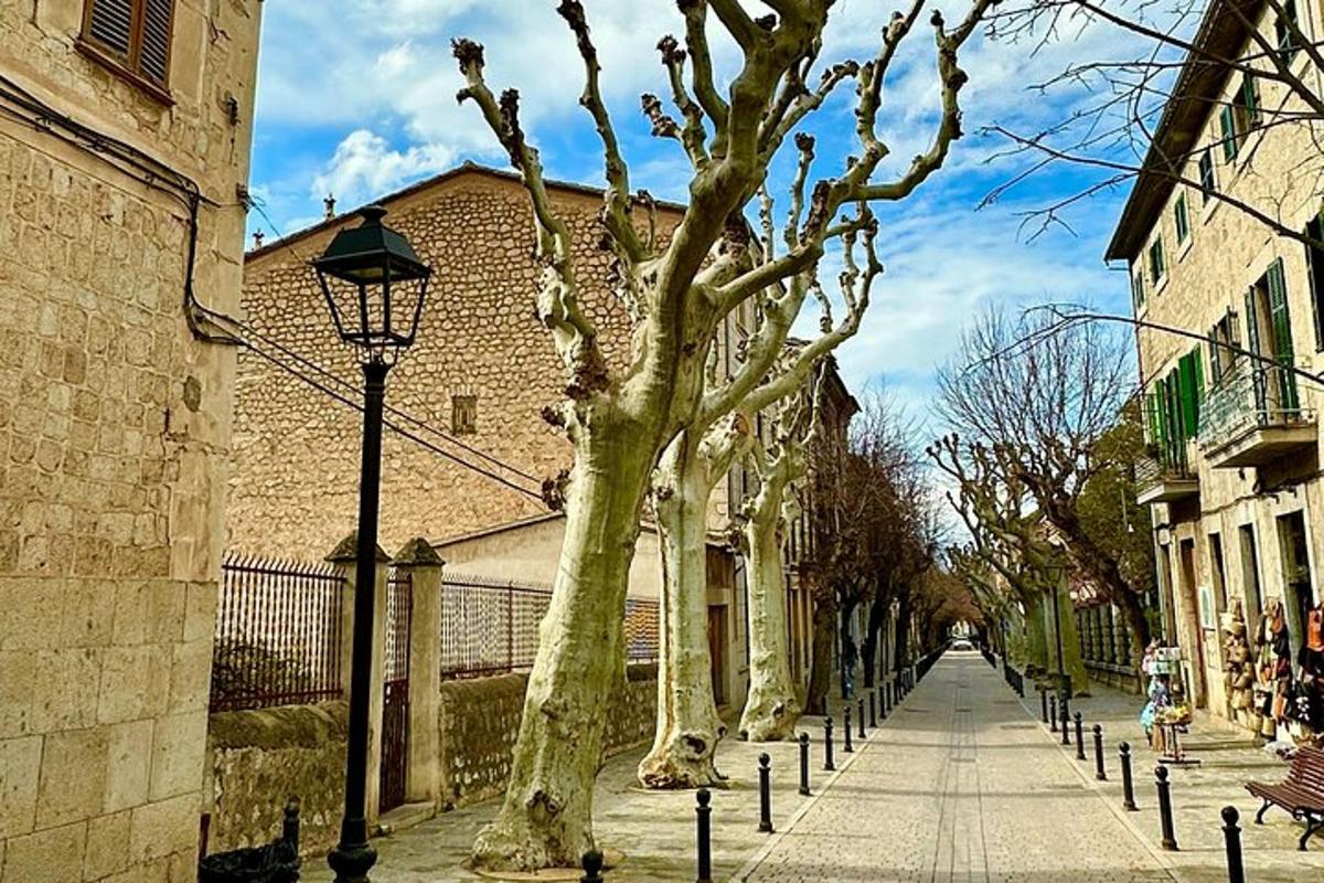a street with a row of trees on a sidewalk