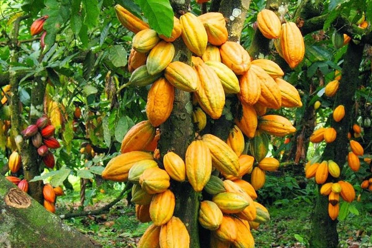 un casco di banane appeso a un albero