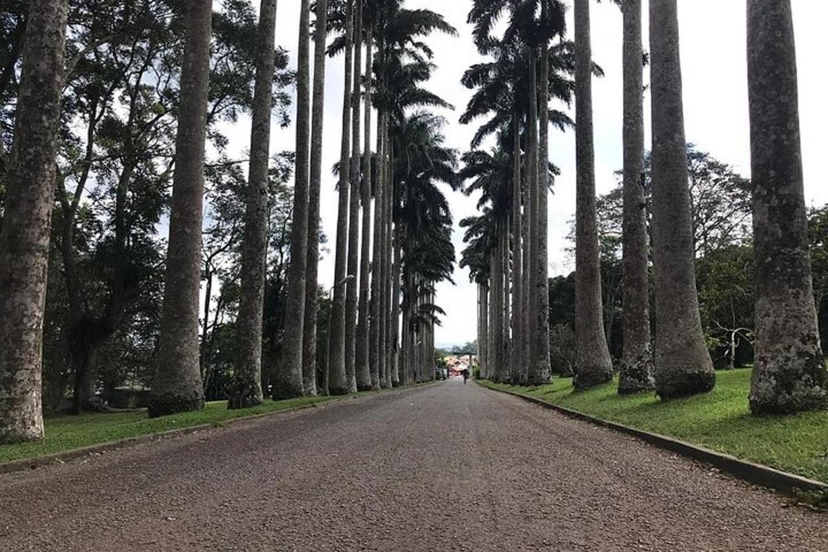 una strada con palme ai lati