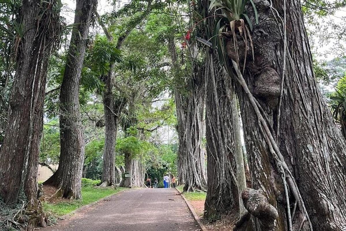 una strada alberata con persone che camminano in lontananza