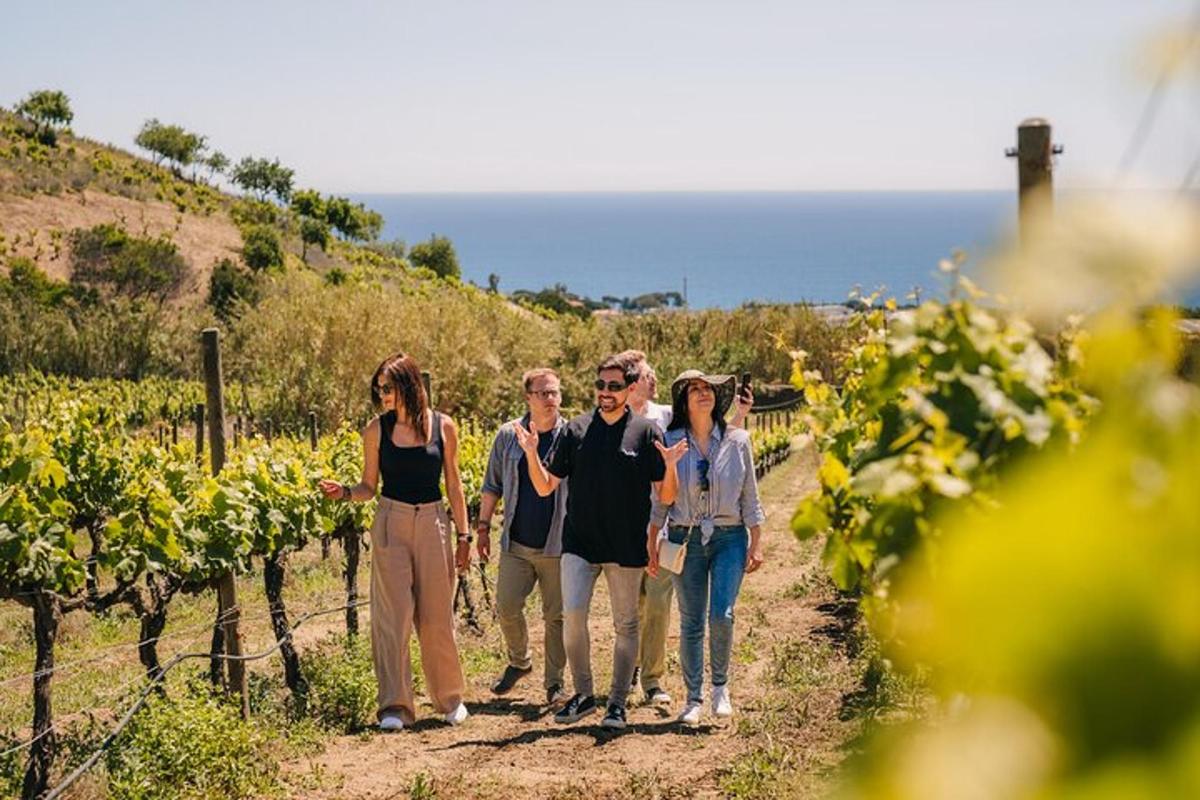 skupina lidí procházejících se vinicí