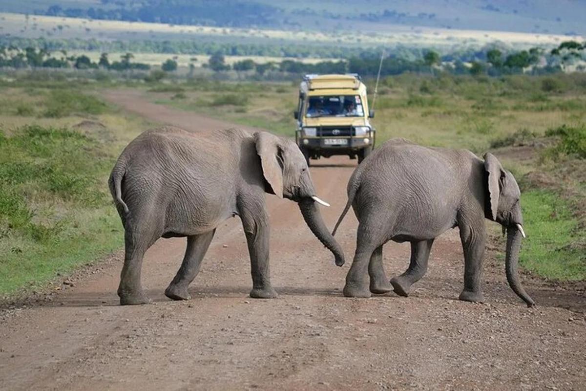 dos elefants creuant un camí de terra davant d'un camió