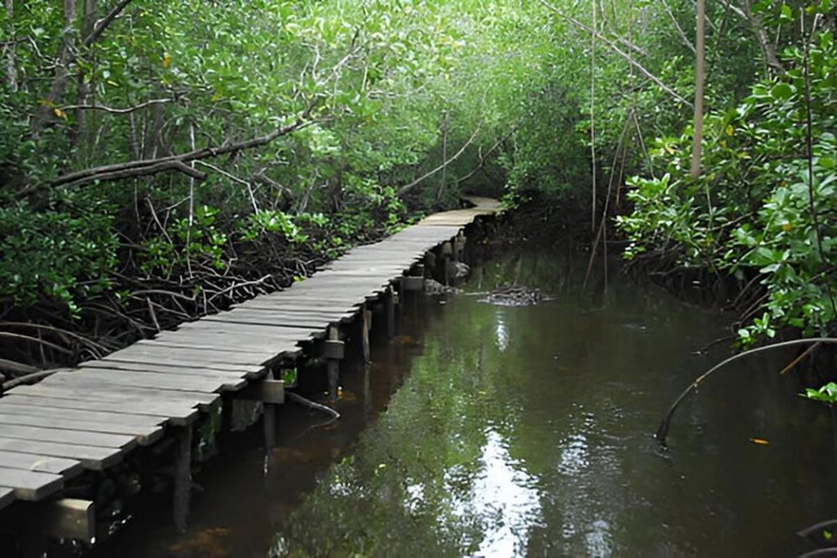 un ponte di legno sopra un fiume in una foresta