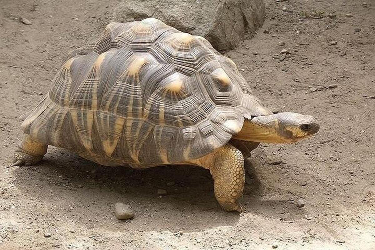 korytnačka stojaca na zemi v hline