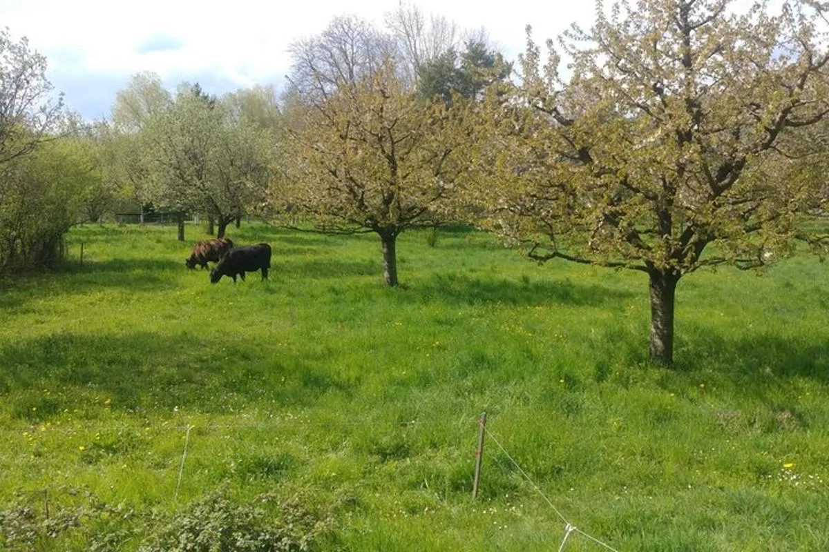 Visite privée à pied de Bâle avec un guide local – photo 11