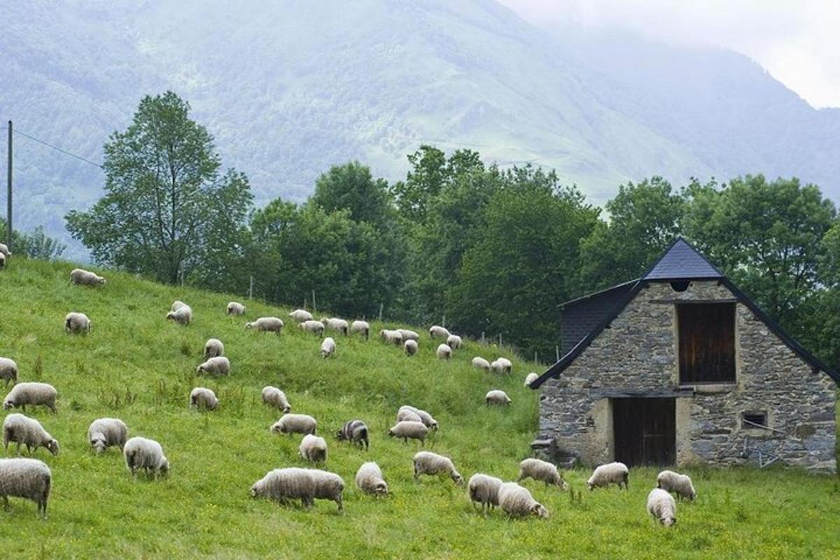 čreda ovac, ki se pase na polju ob stavbi