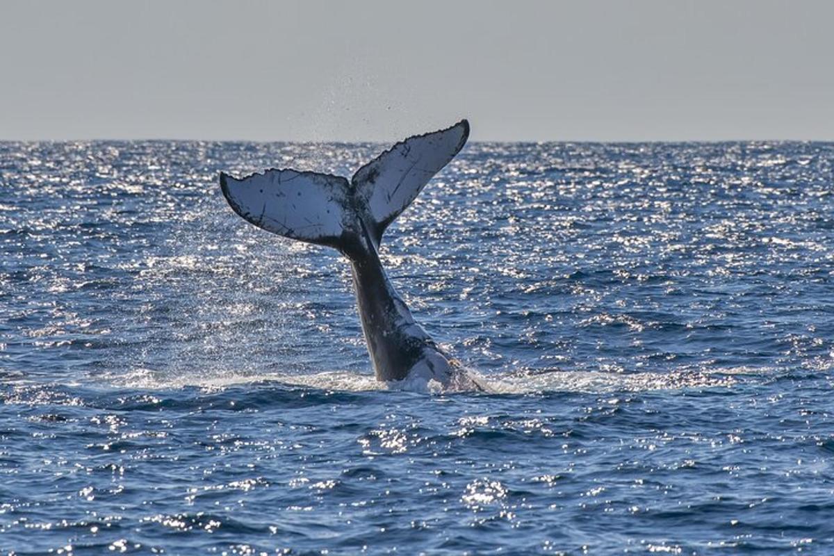 una coda di delfino che spunta dall'acqua
