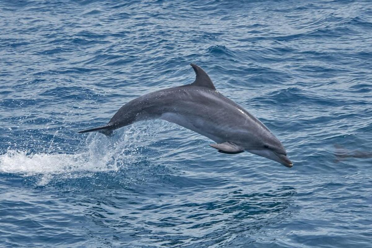 un delfino che salta fuori dall'acqua