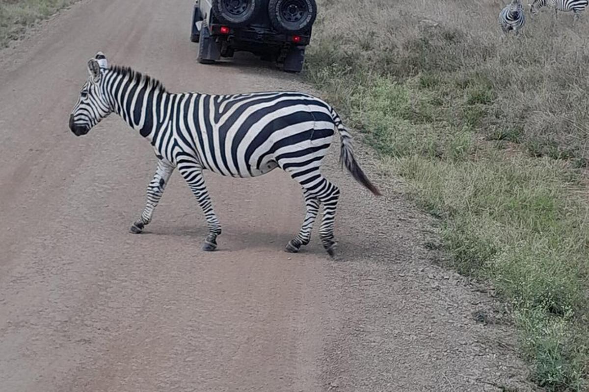 isang zebra na tumatawid sa isang kalsada sa harap ng isang sasakyan