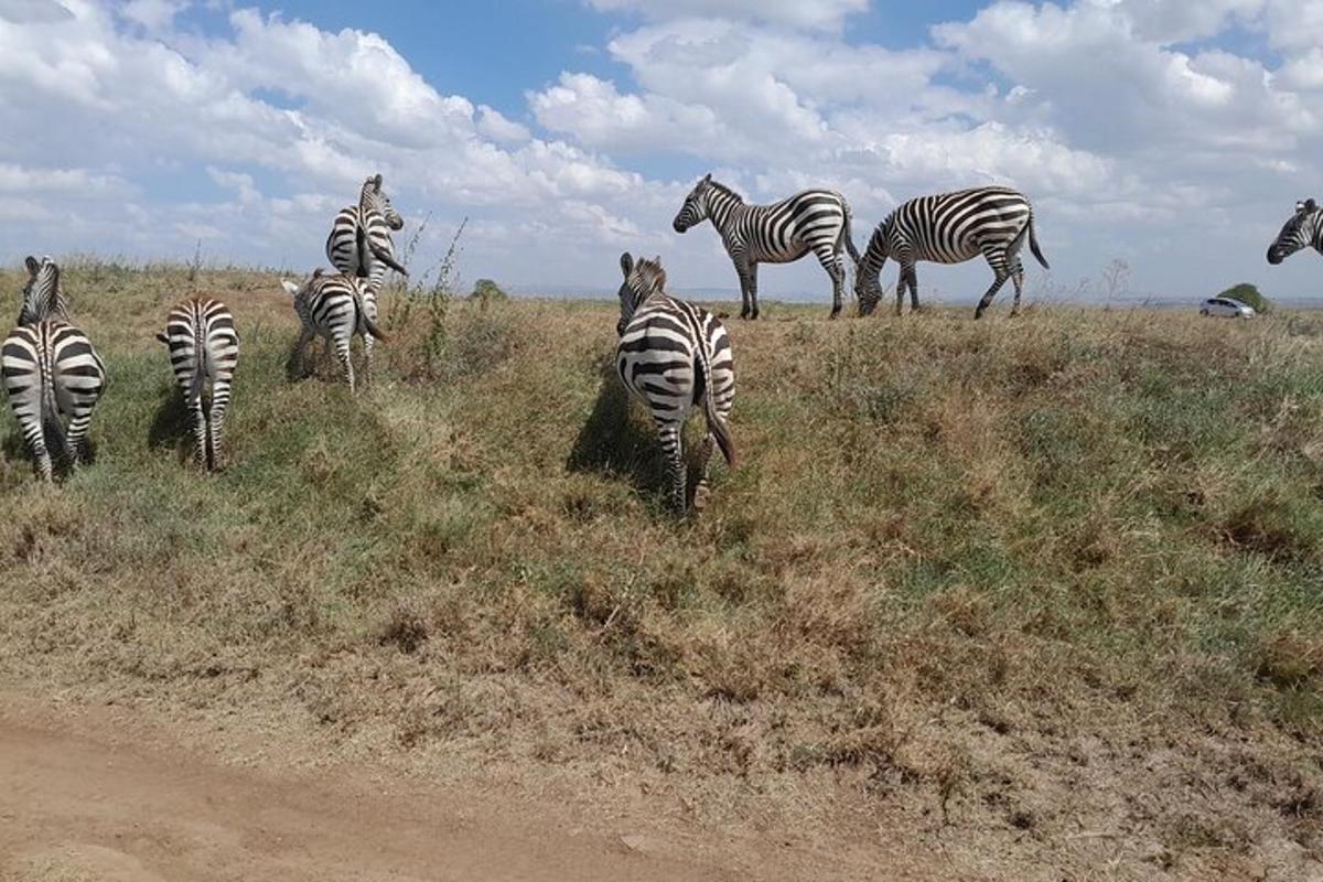 uma manada de zebras em um campo