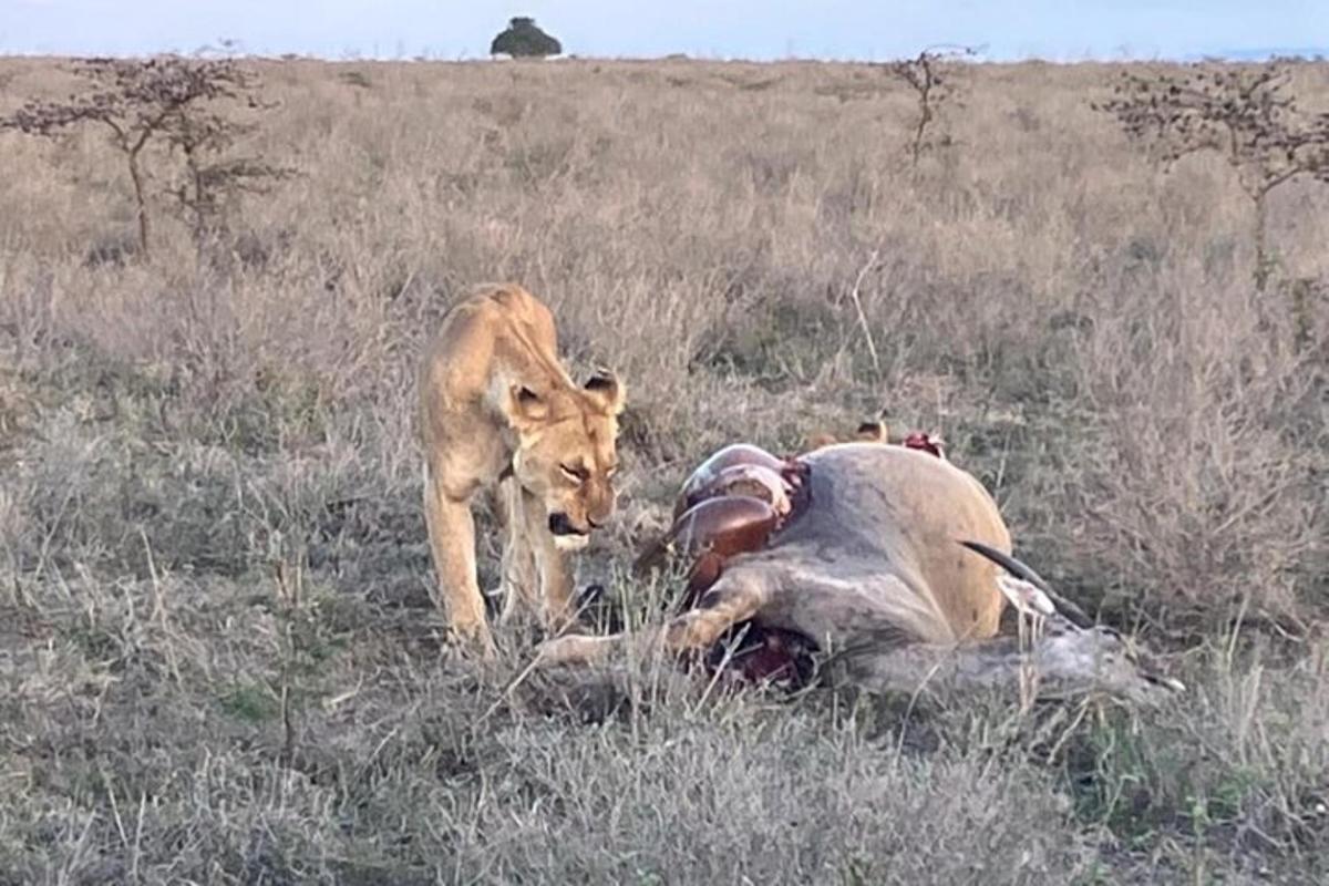 um leão ao lado de um animal morto em um campo
