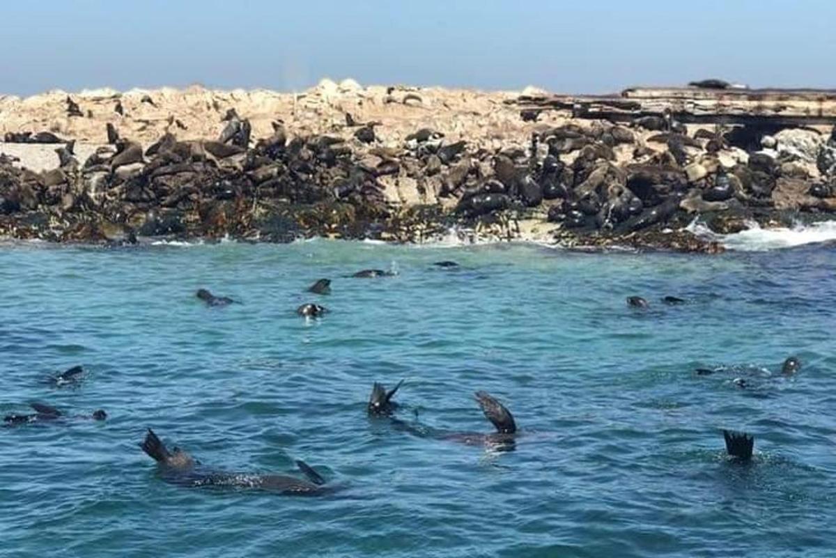 egy csoport delfin úszik a vízben