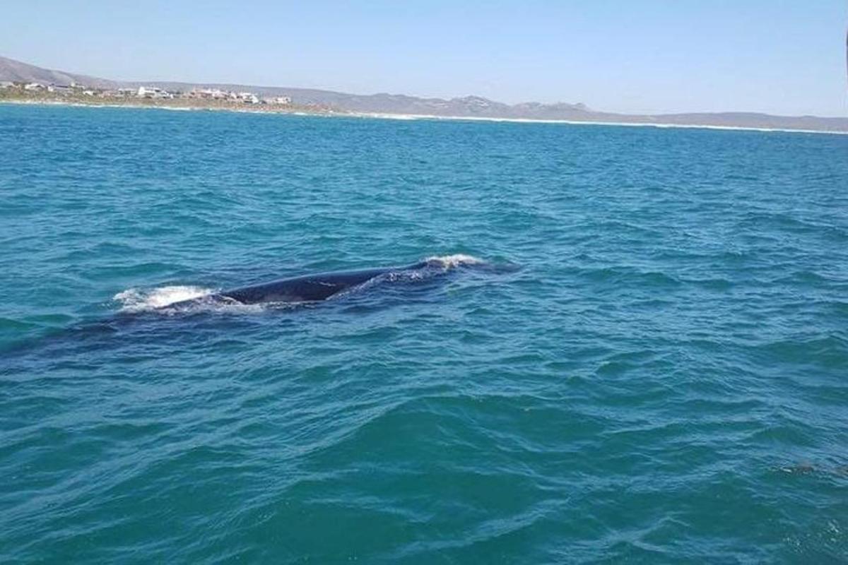 a whale swimming in the water in the ocean