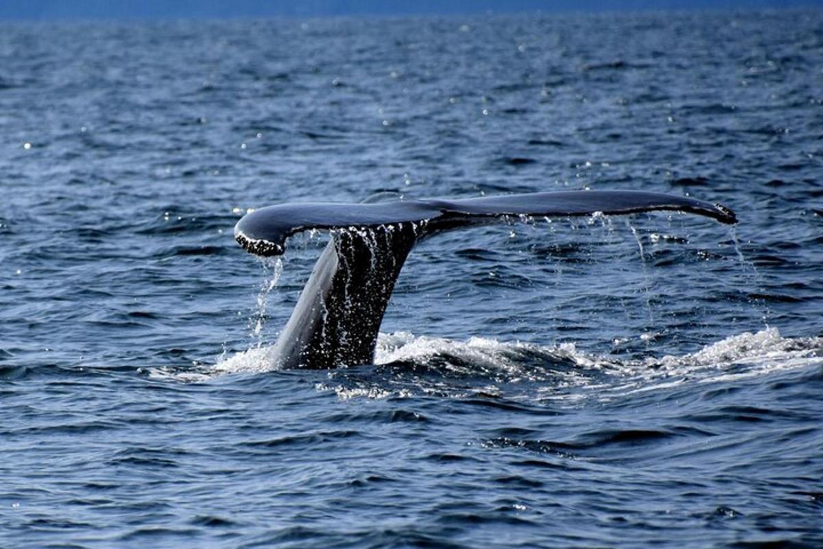 una coda di balena nell'acqua