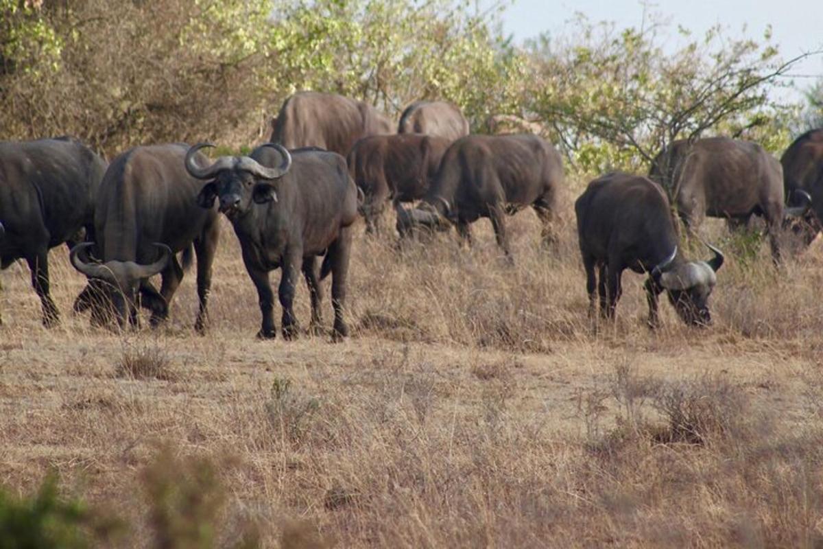 una mandria di animali al pascolo in un campo
