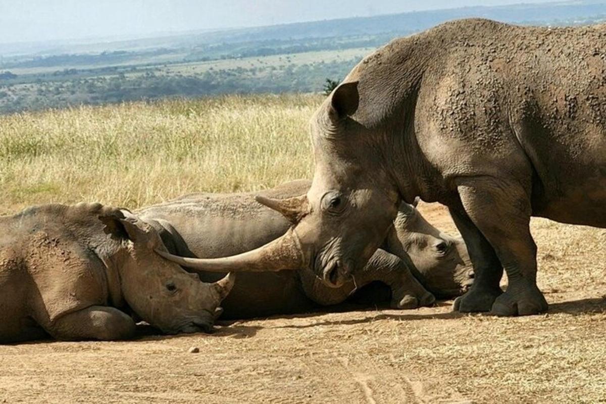 un grande elefante in piedi sopra due cuccioli di elefante sdraiati a terra