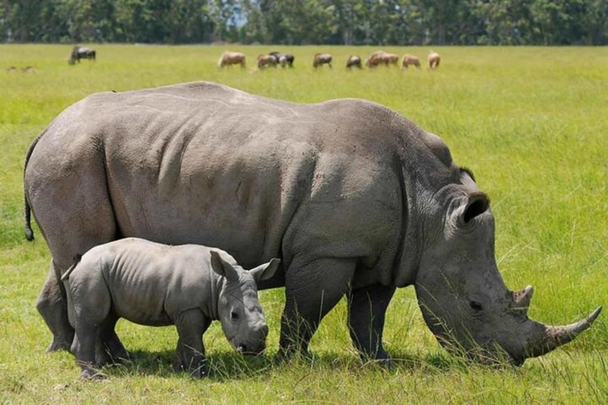 un grande rinoceronte e un cucciolo di rinoceronte che pascolano in un campo