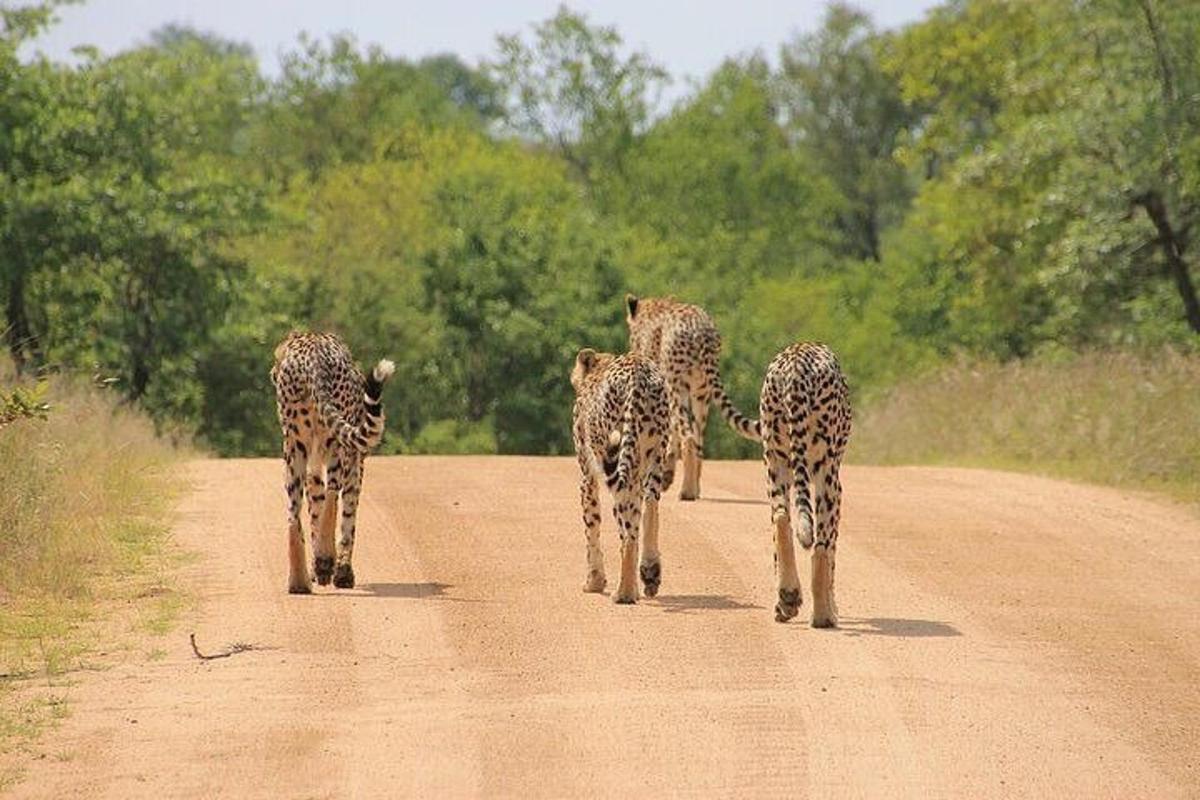 een groep cheeta's die over een onverharde weg lopen