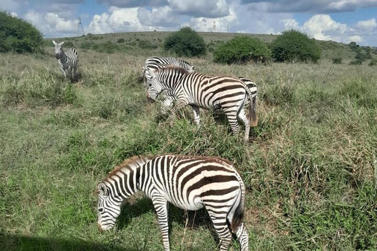 un gruppo di zebre al pascolo in un campo