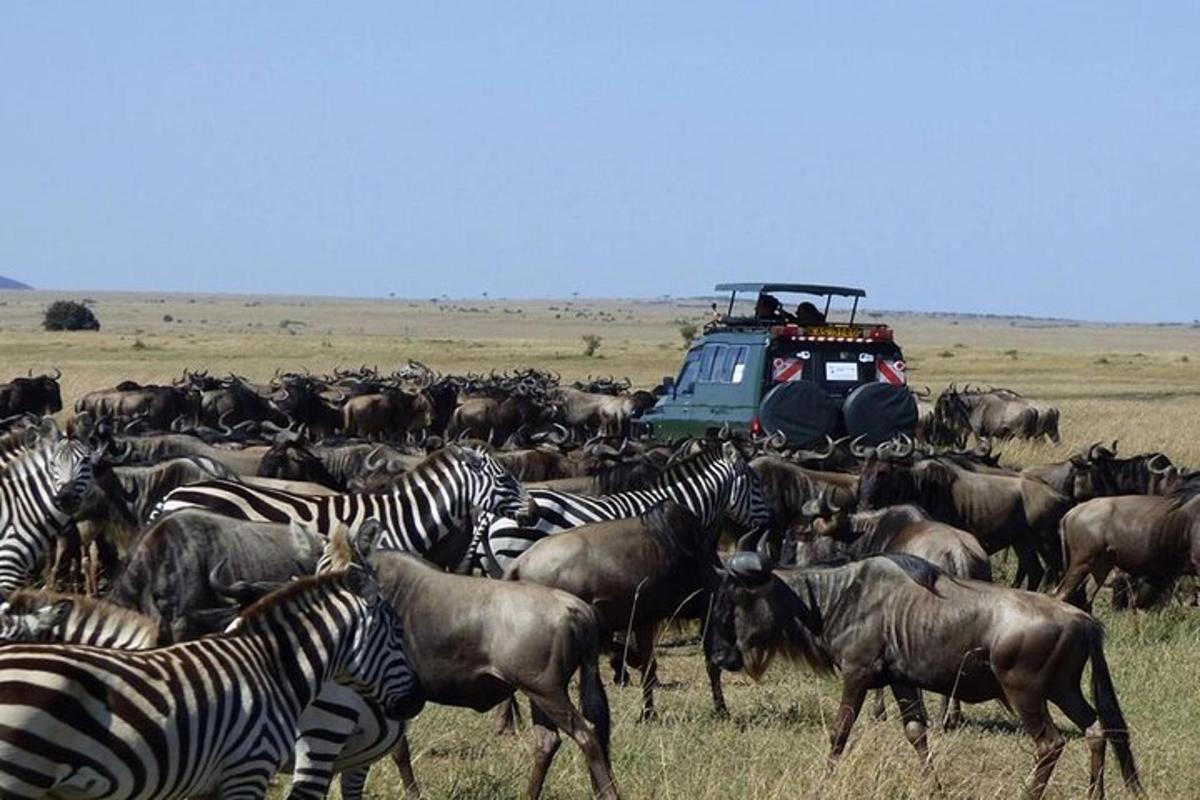 a herd of zebras and other animals in a field