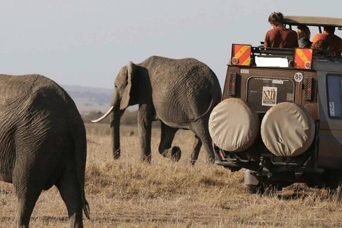 two elephants walking in front of a vehicle with people in it