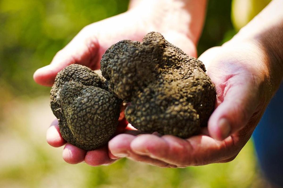 una persona che tiene una manciata di noci tra le mani