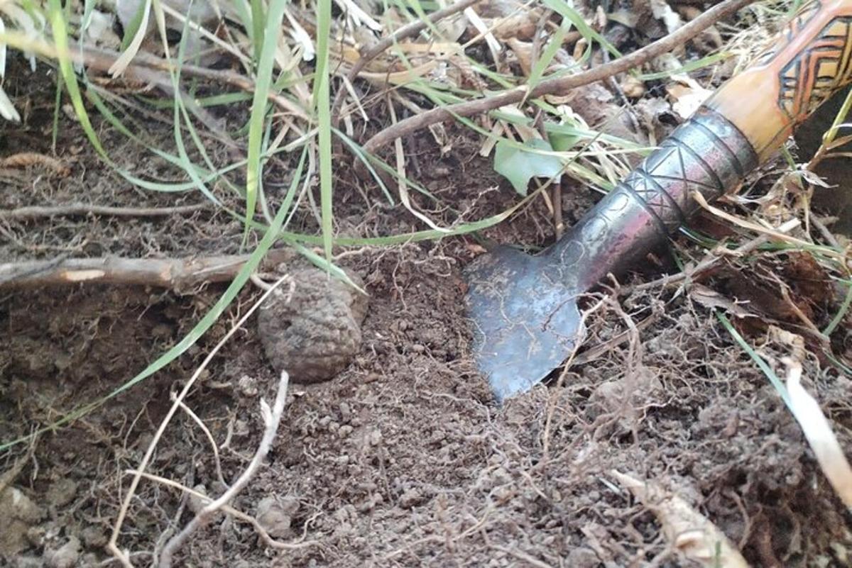 un coltello appoggiato a terra accanto a una pianta