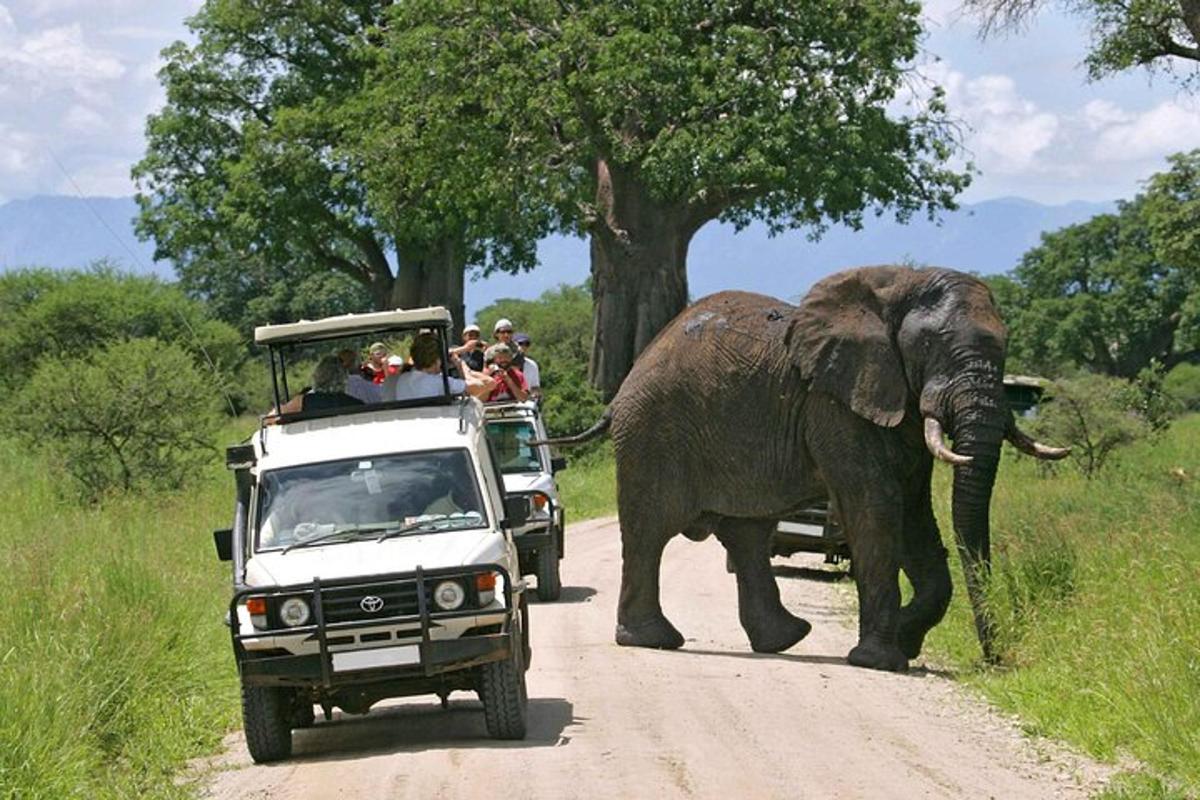 un elefant mergând pe un drum lângă un camion