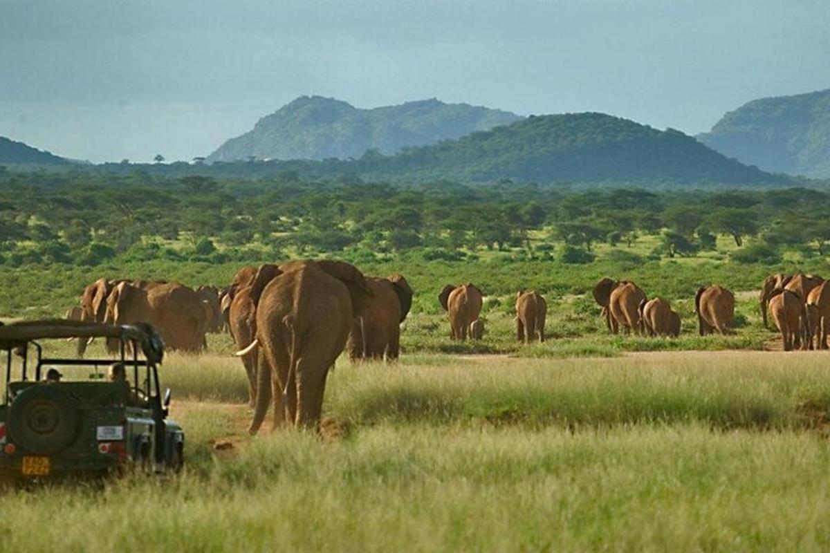 a herd of elephants in a field with a tractor