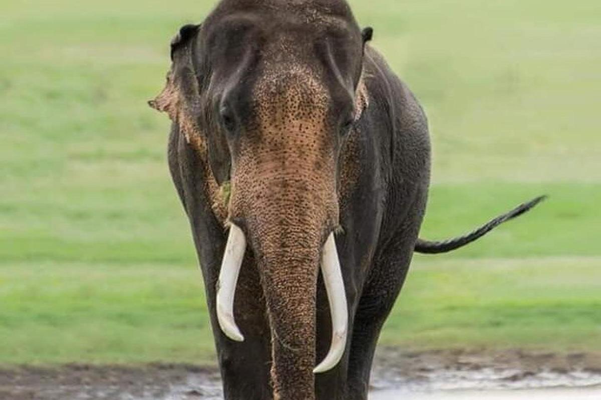 un elefante con le zanne che cammina lungo una strada sterrata