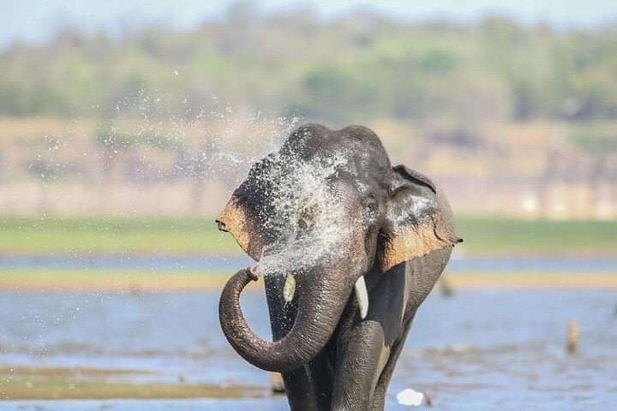 un elefante che si spruzza con la proboscide nell'acqua