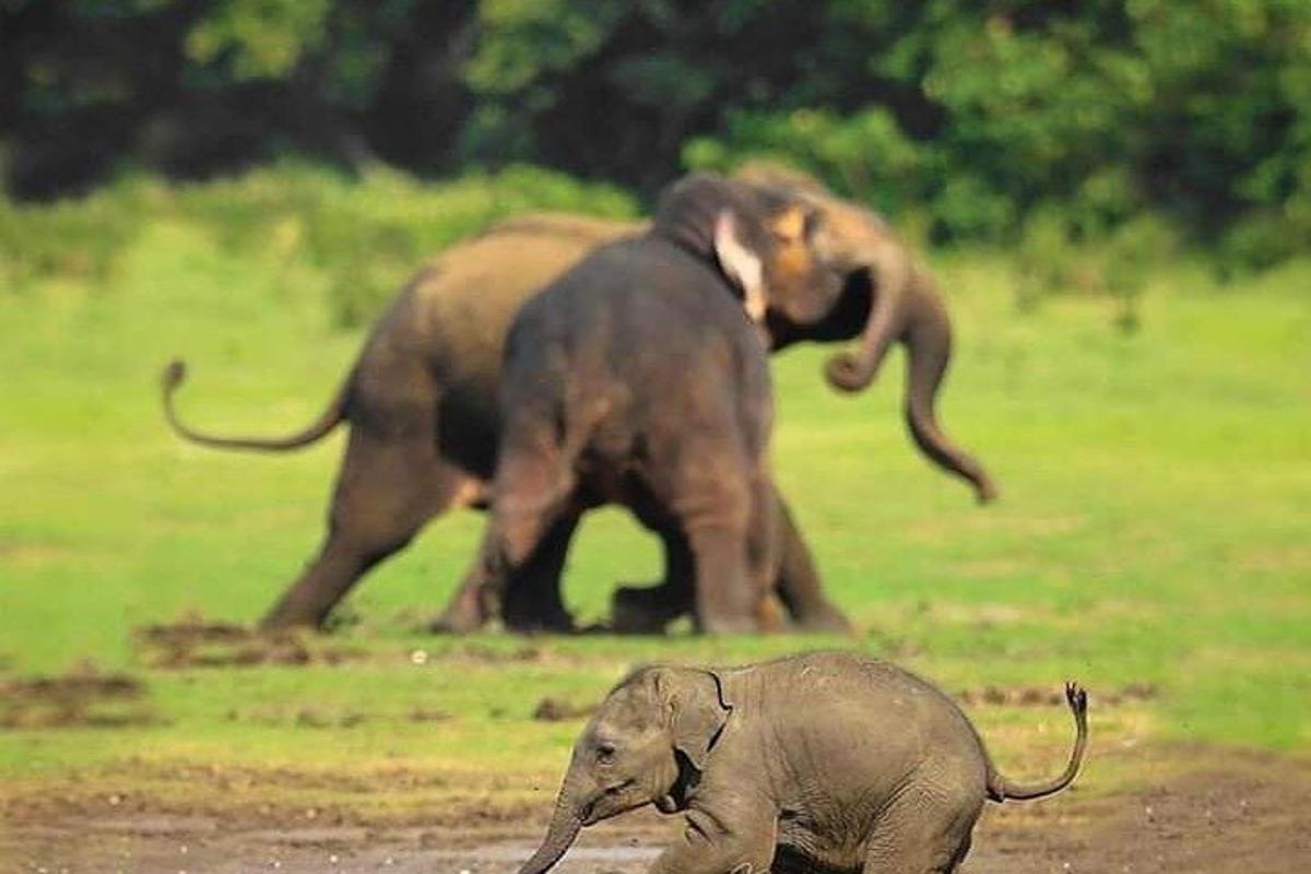 dos elefants caminant per un camp amb un elefant nadó