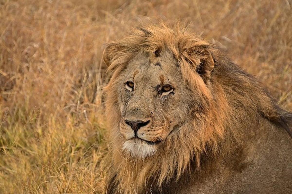 a lion is standing in the tall grass